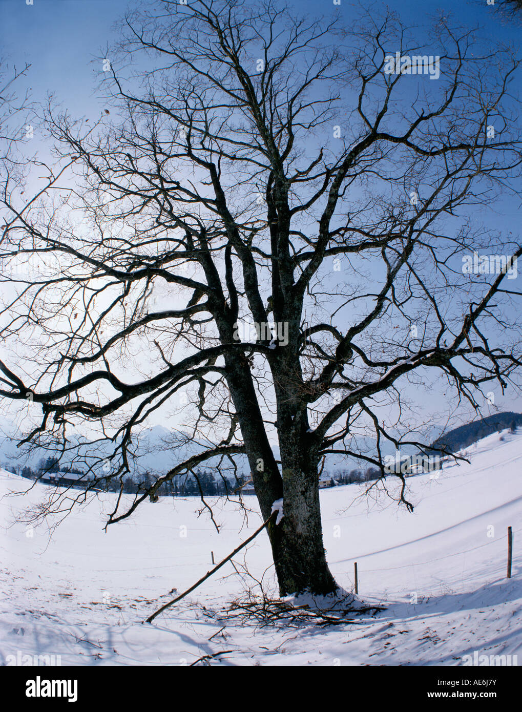 Baum im Winter im Schnee Europa, Europa, Fagaceae, Deutschland, Hessen, Laubbäume, Laubbaum, Horizontal, Geographie Stockfoto