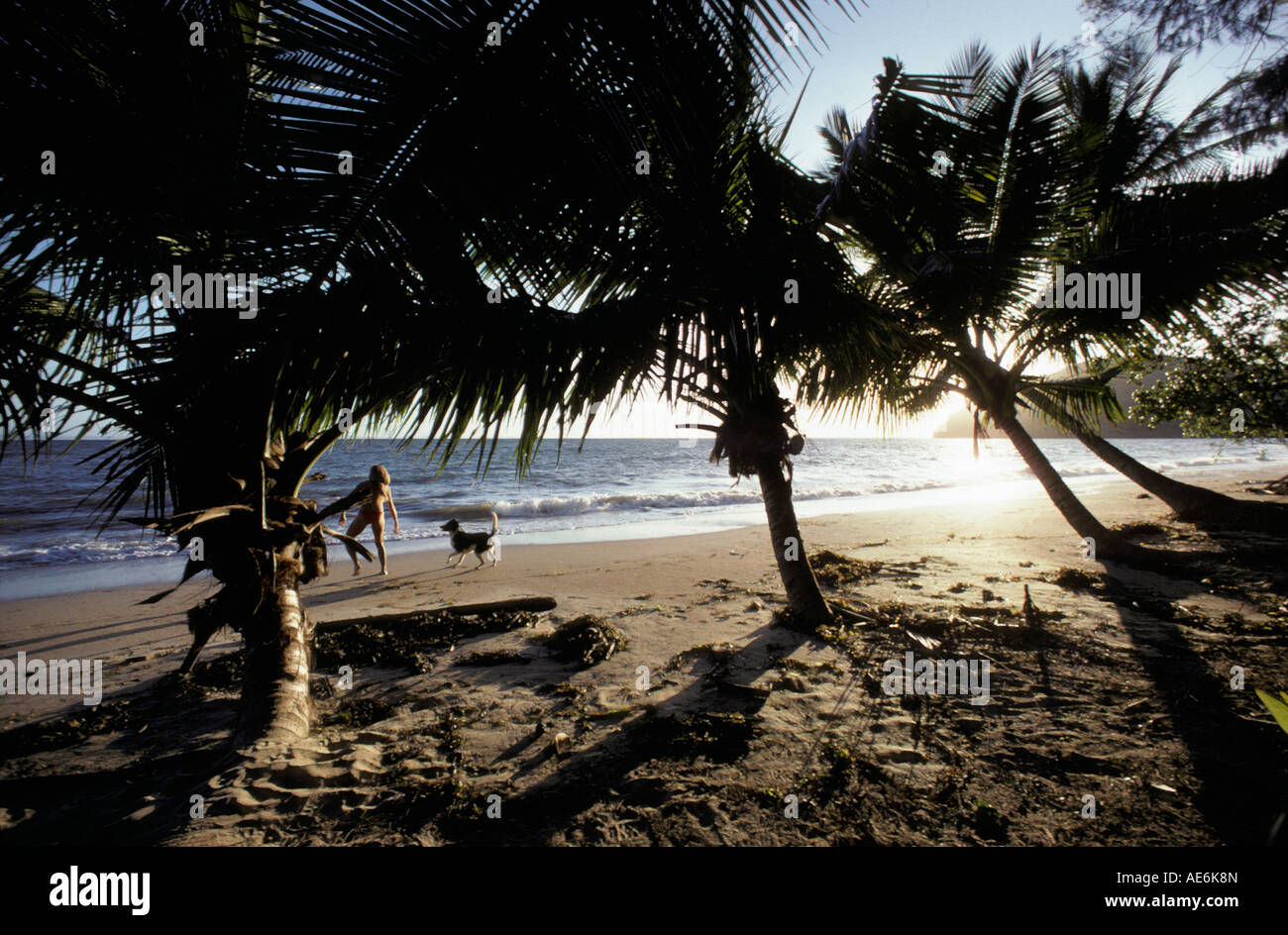 Tropische Strände mit Kokospalmen, Madagaskar / (Cocos Nucifera) Stockfoto