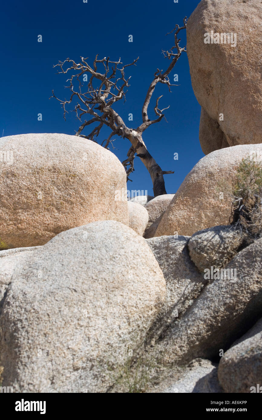 Toter Baum von Barker Dam in Joshua Tree Nationalpark CA Stockfoto