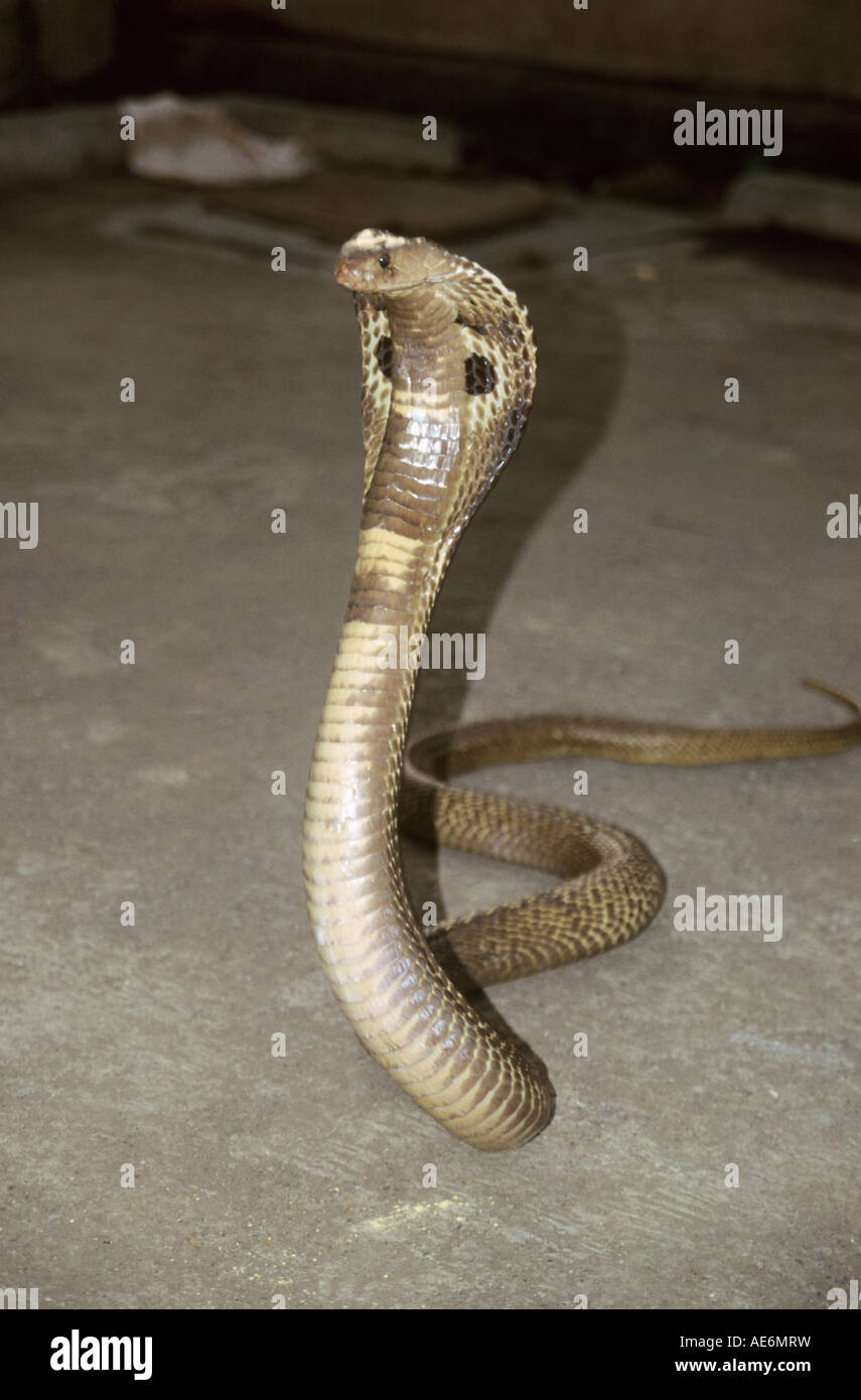 SPECTACLED COBRA. Naja Naja. Giftige, gemeinsame. Indische Kobra gesehen in Gorai Bereich von Mumbai, Indien Stockfoto