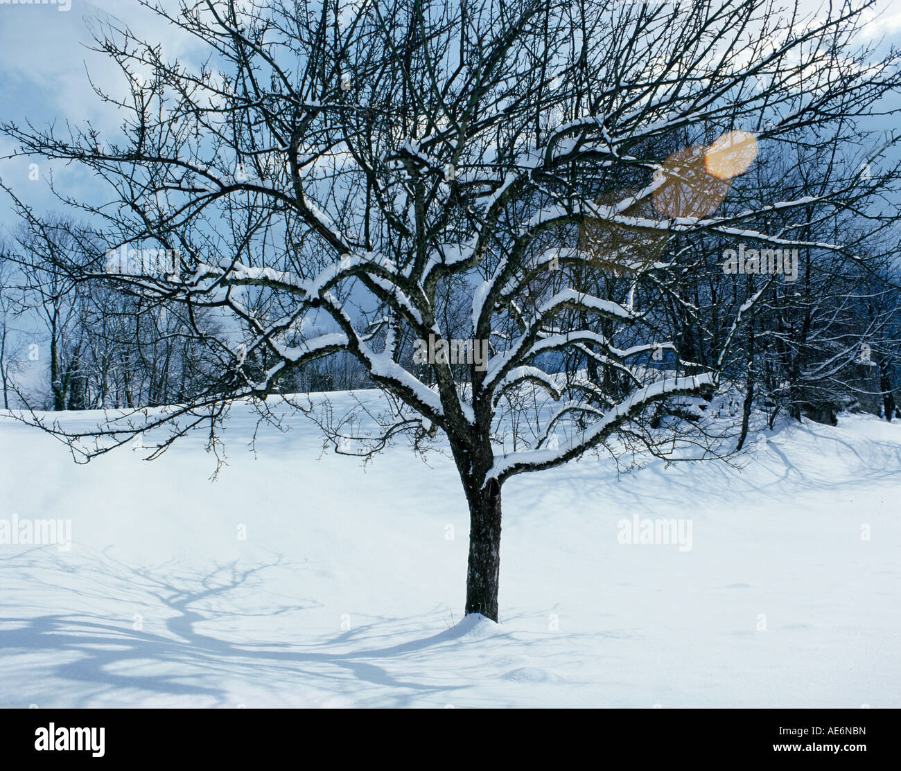 Baum im Winter im Schnee Stockfoto