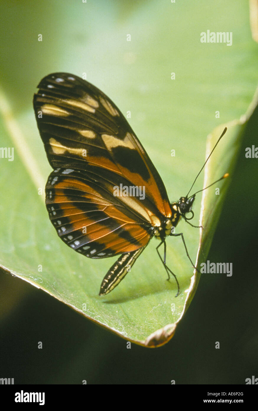 Porträt von einem feinen Glas Flügel Schmetterling auf einem Regenwald-Blatt in Monteverde Nebelwald, Costa Rica. Stockfoto