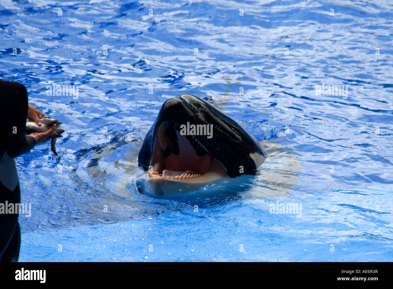 Shamu, der Killerwal am Rande der Ausbildungs-Pool mit offenen Mund und darauf warten, gefüttert werden Stockfoto
