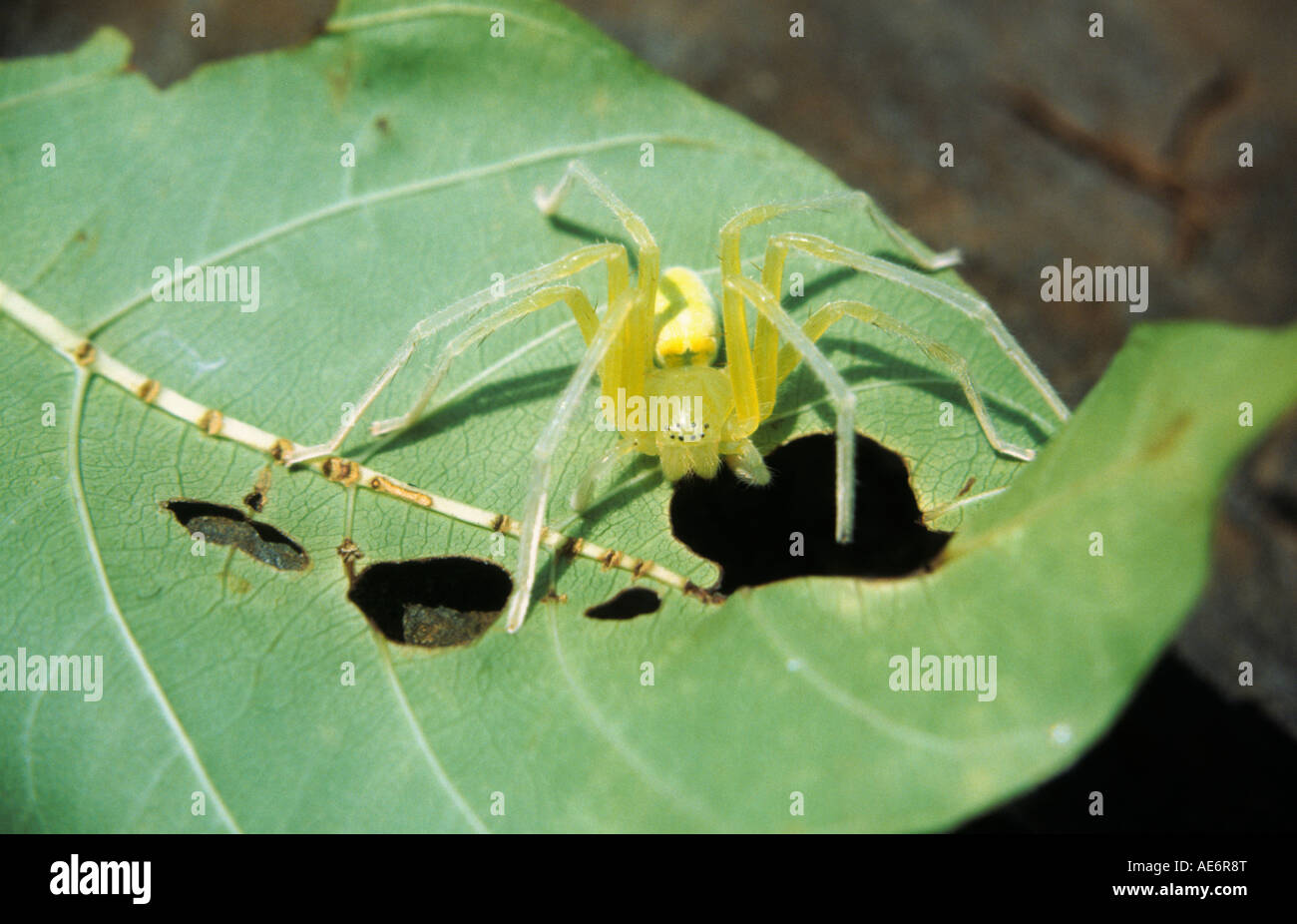 GRÜNE LYNX Spinne, Familie OXYOPIDAE, Sanjay Gandhi National Park, Mumbai. Gekennzeichnet durch das Vorhandensein von Stacheln auf Beinen Stockfoto