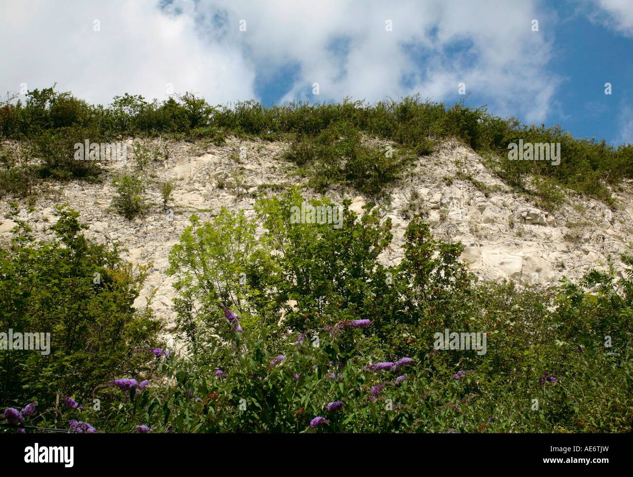 Ausgesetzt Kreide Hügel auf den South Downs, Sussex, UK Stockfoto