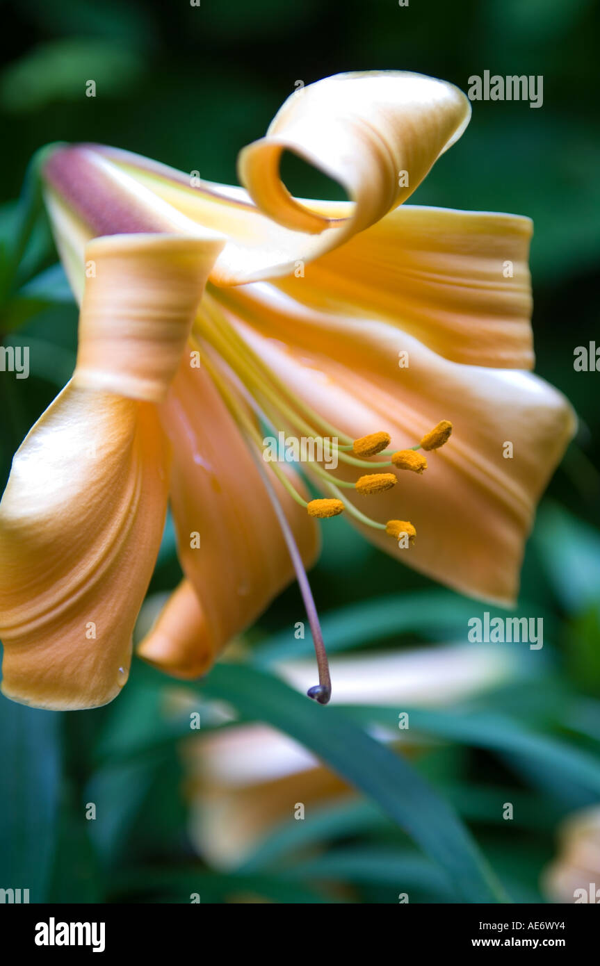 Nahaufnahme von Tiger Lily in ummauerten Garten Stockfoto