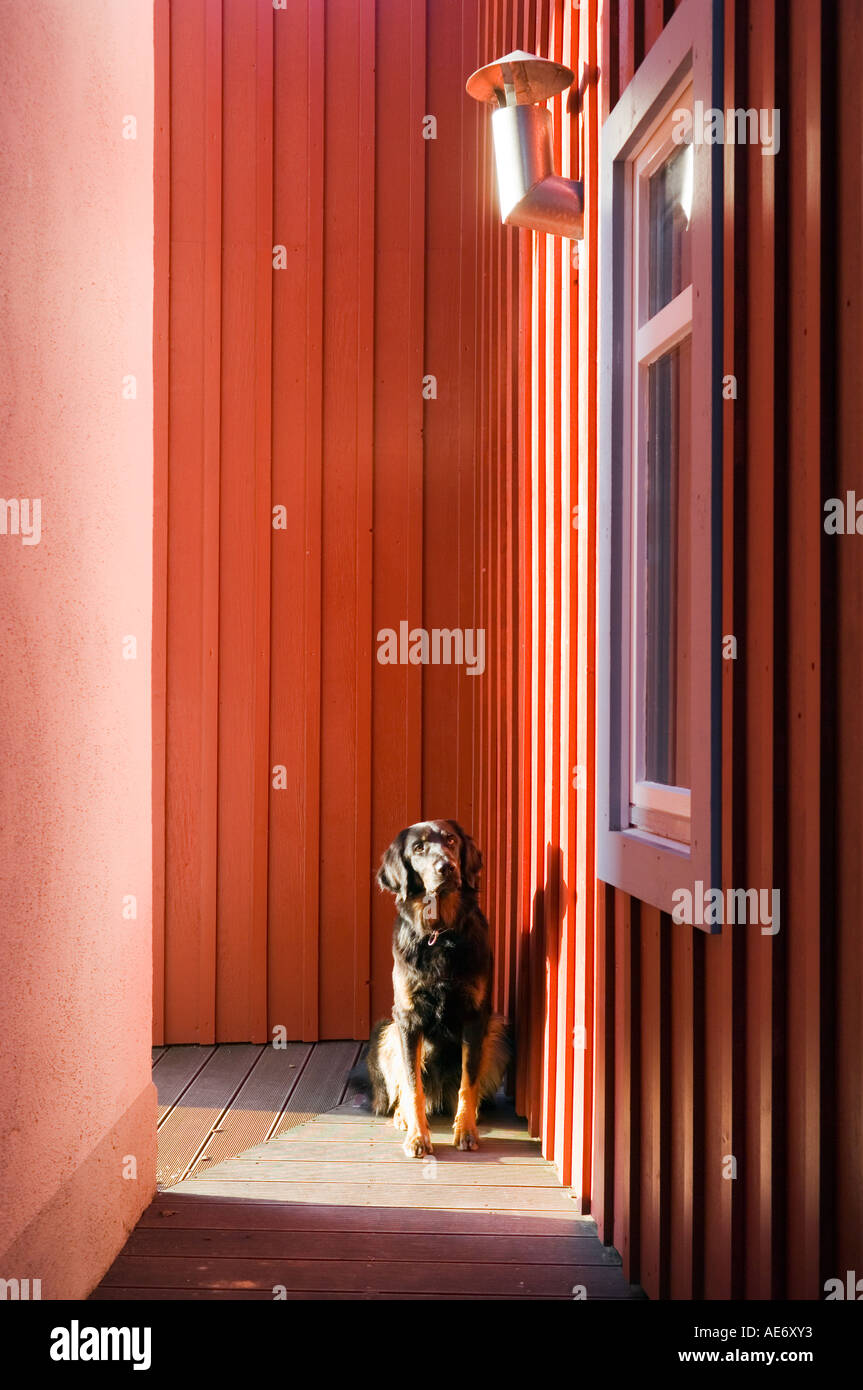 Hund sitzt vor einem modernen roten Haus Stockfoto