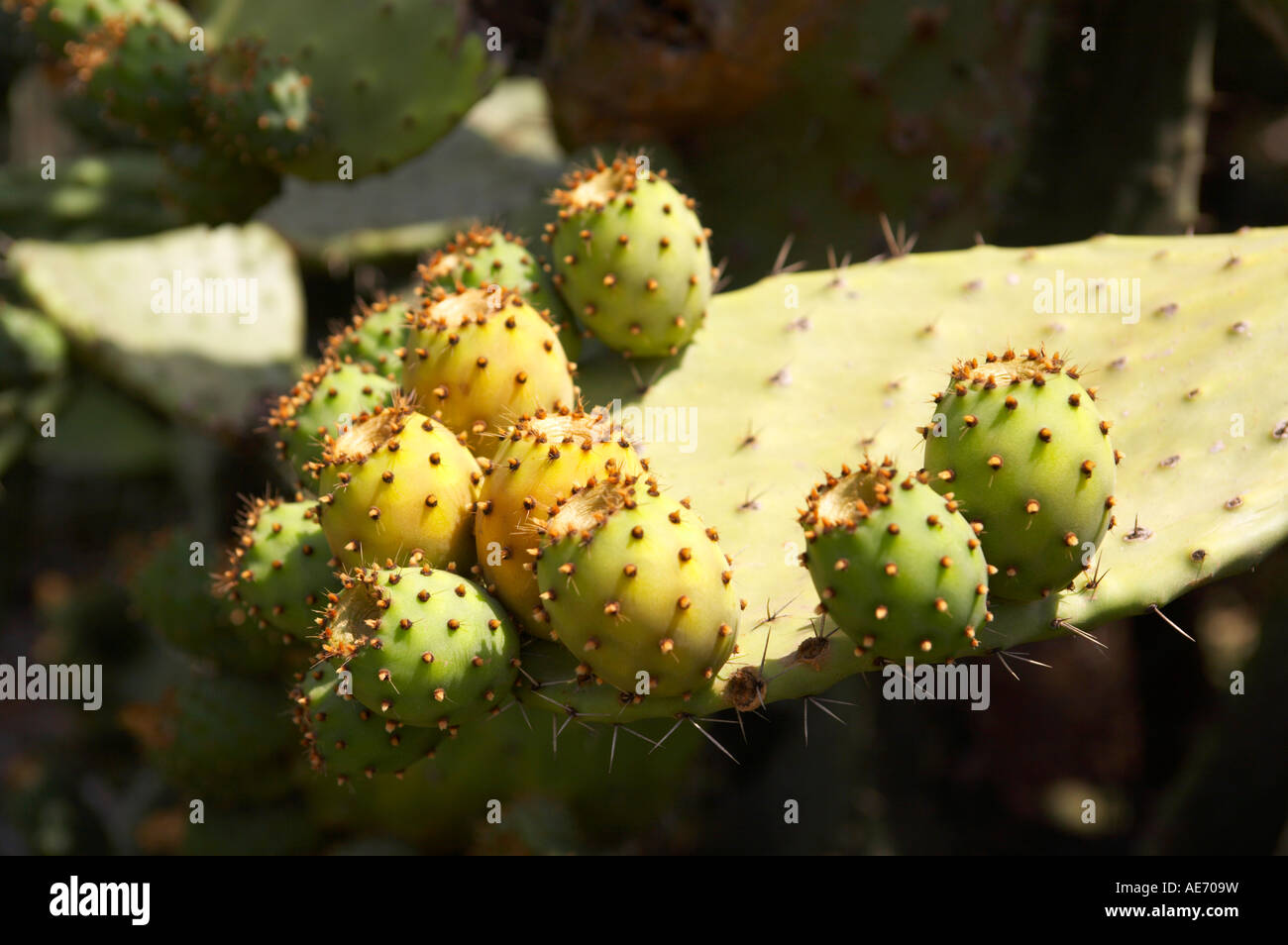 Prickly Pear Cactus Stockfoto