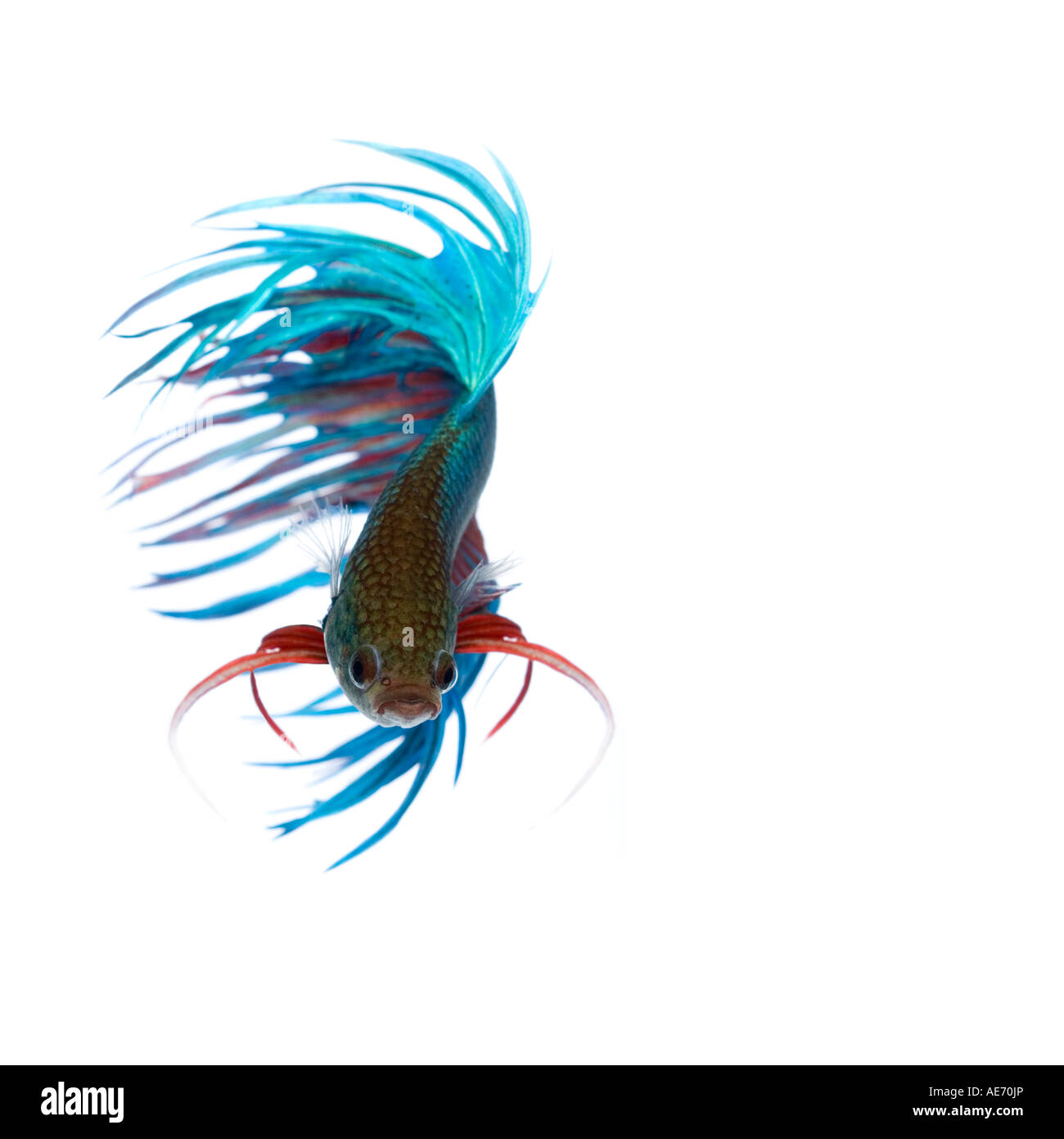 Türkis und rot Krone Betta Fische anzeigen aufwendige fin Detail und fließenden Tail spinning Bewegung Gesicht auf Stockfoto
