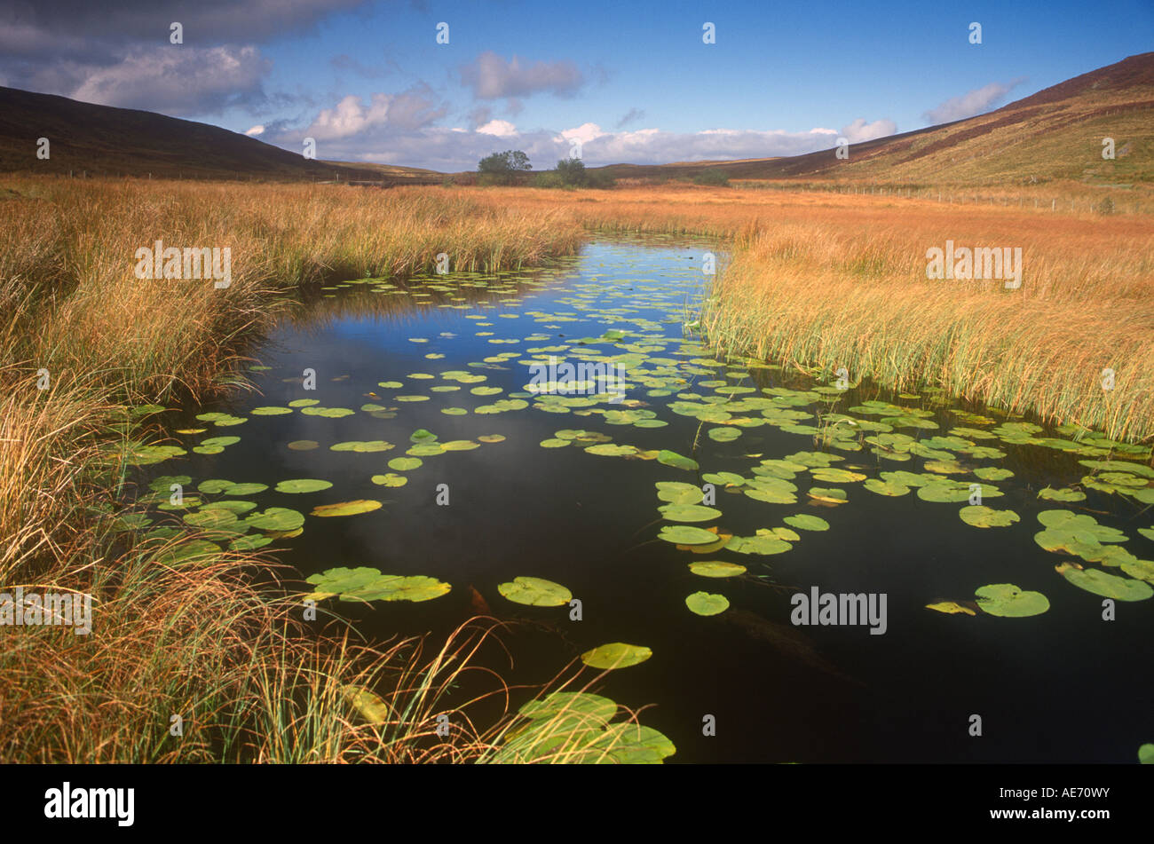 Seerosen im Teich Bugeilyn in der Nähe von Machynlleth Stockfoto