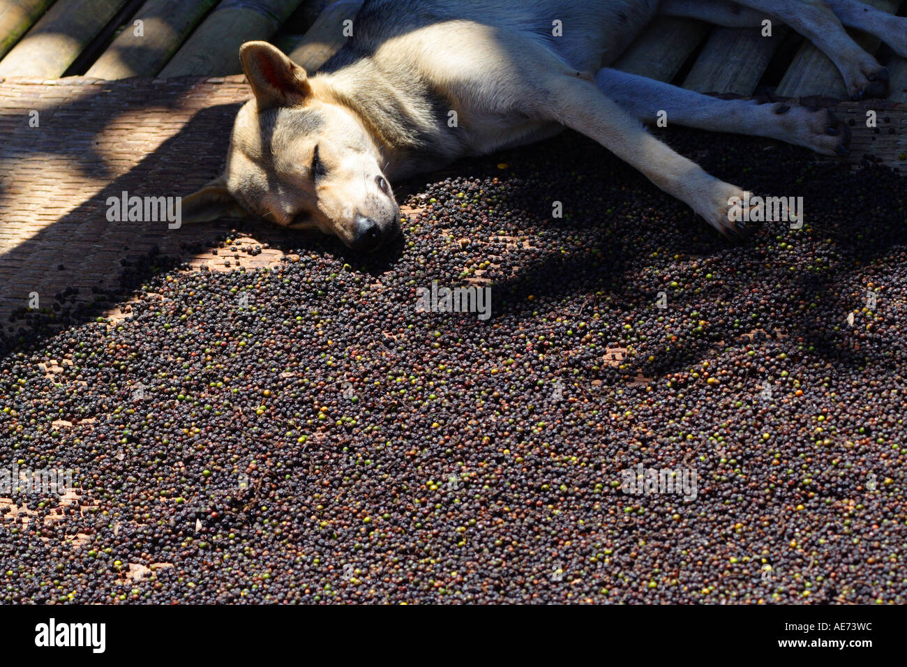Hund schläft auf trocknen Pfeffer Ernte, Kamung Annah Rais, Iban Bidayuh Longhouse, Kuching, Sarawak, Borneo, Malaysia Stockfoto