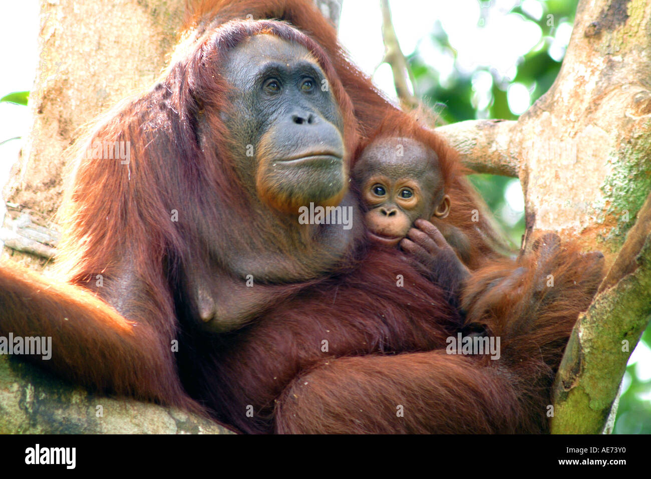 Orang-Utan und Baby in freier Wildbahn im Semenggoh Wildlife Rehabilitation Centre, Kuching, Sarawak, Borneo, Malaysia Stockfoto