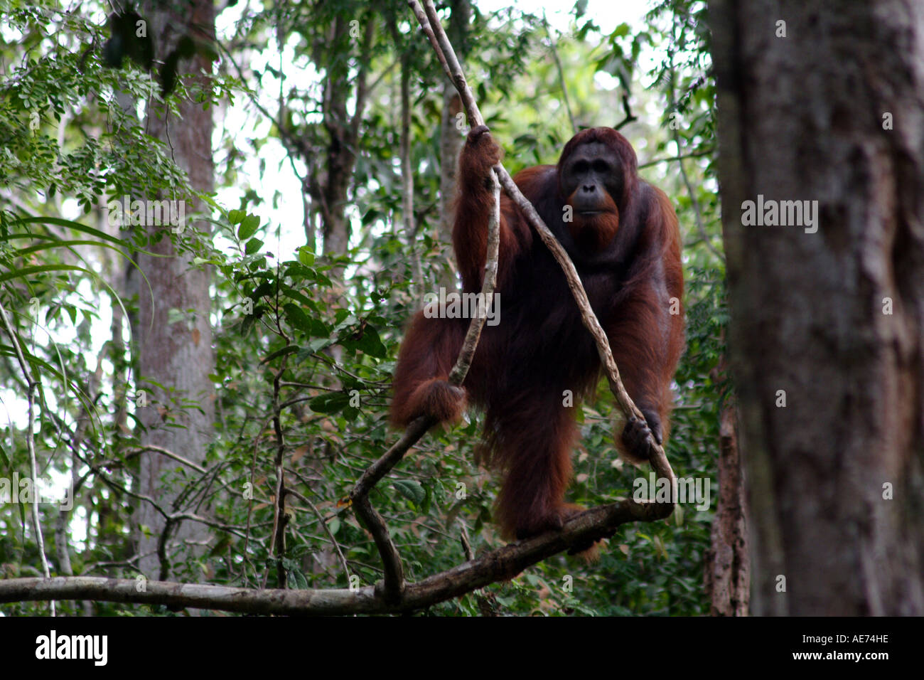Dominanten männlichen Orang-Utans in freier Wildbahn im Semenggoh Wildlife Rehabilitation Centre, Kuching, Sarawak, Borneo, Malaysia Stockfoto