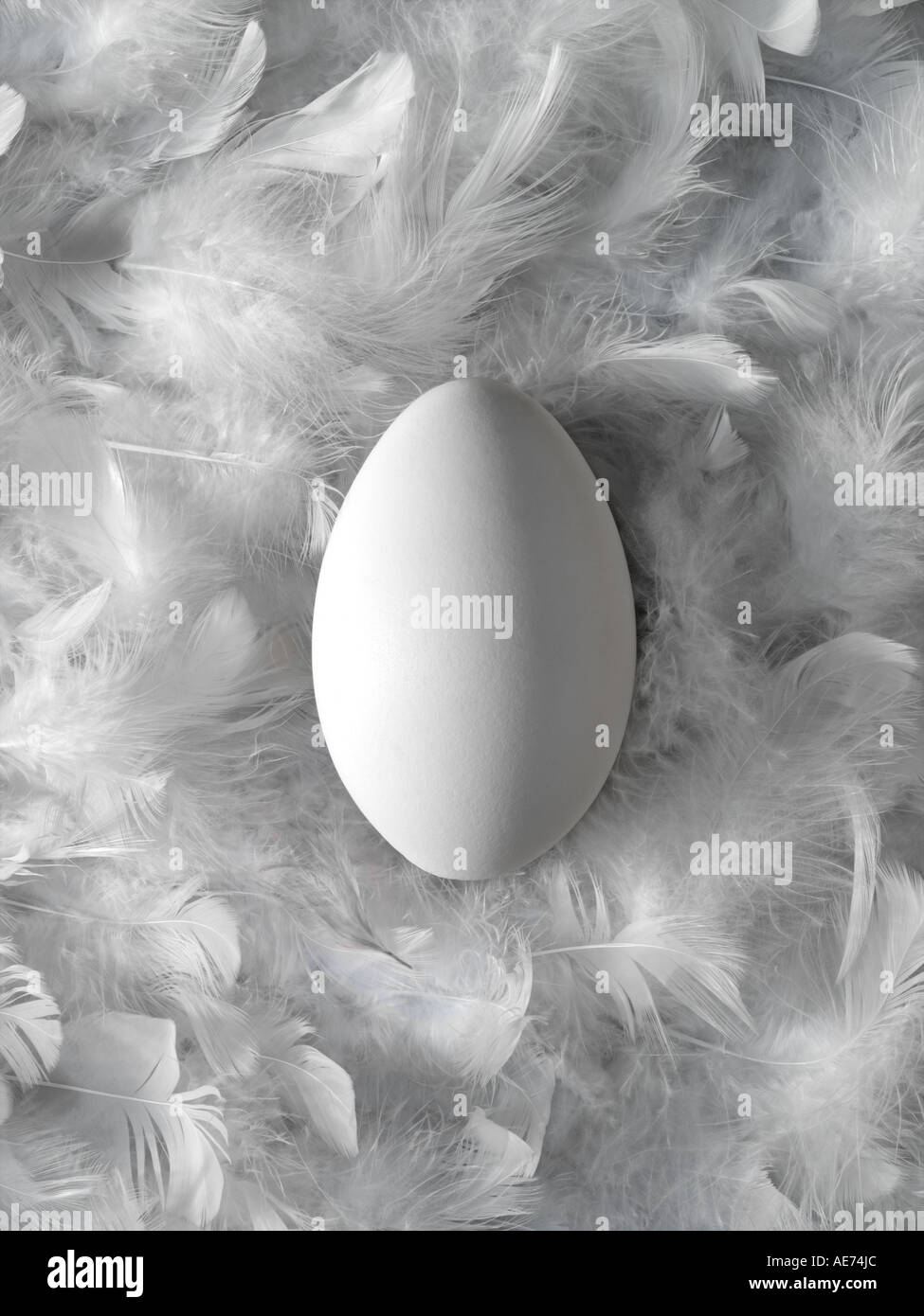 weiße Gans Ei eingebettet auf einem Hintergrund von weißen Federn Stockfoto