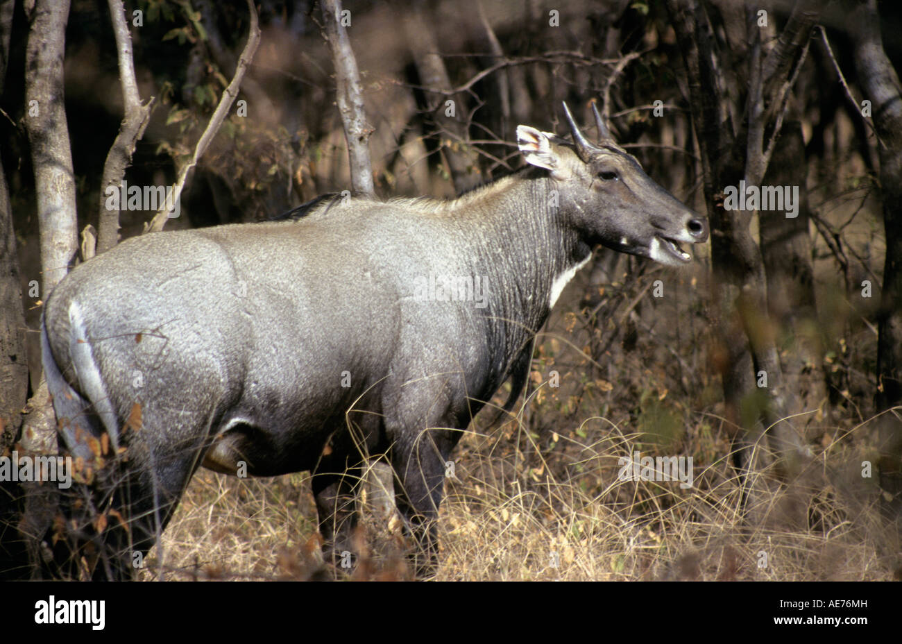 Ein Mann von Nilgai oder Blue Bull (Boselaphus Tragocamelus) in Ranthambhor Tiger Reserve, Rajasthan. Stockfoto Ein Mann von Nilgai oder Blue Bull (Boselaphus Tragocamelus) in Ranthambhor Tiger Reserve, Rajasthan. Stockfoto