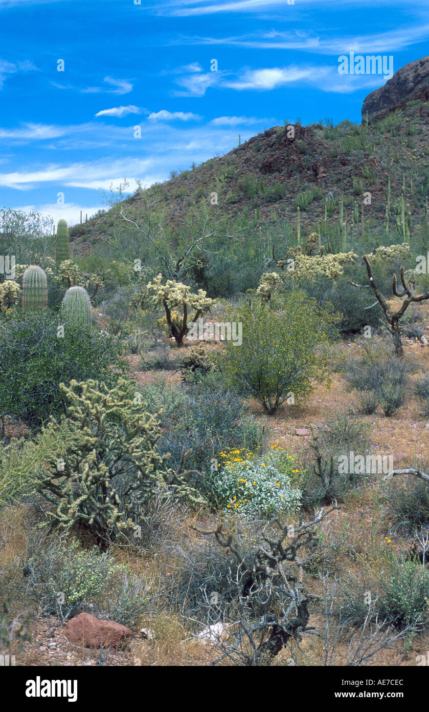 Gemischte Kaktuswüste im Organ Pipe National Monument Stockfoto