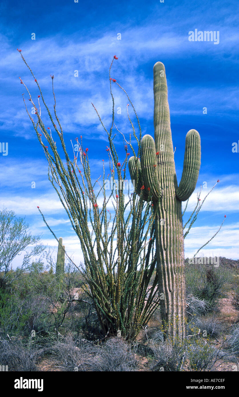 Ocotillo blüht rot neben einem Saguaro-Kaktus im Organ Pipe National Monument in Arizona Stockfoto
