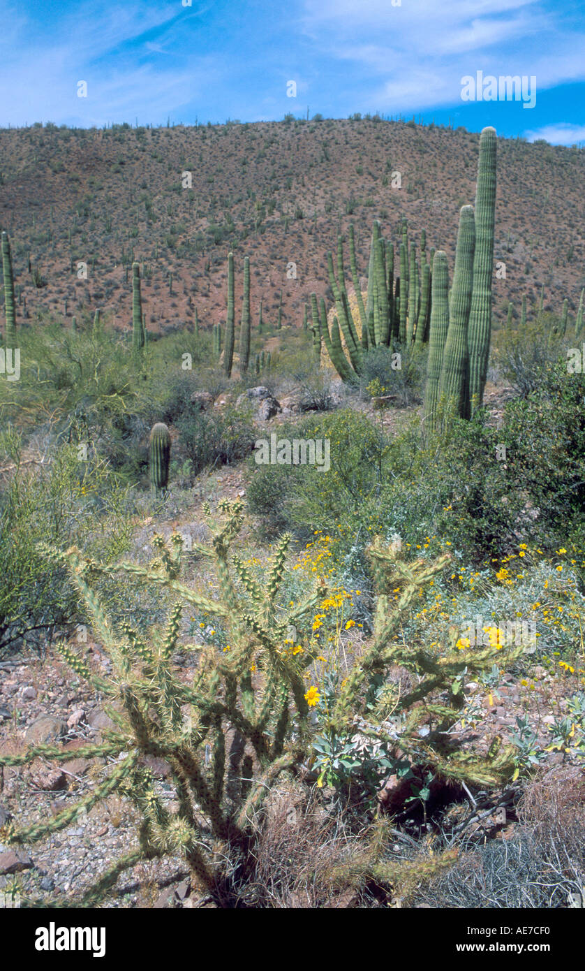 Gemischte Kaktuswüste Organ Pipe National Monument Arizona Stockfoto