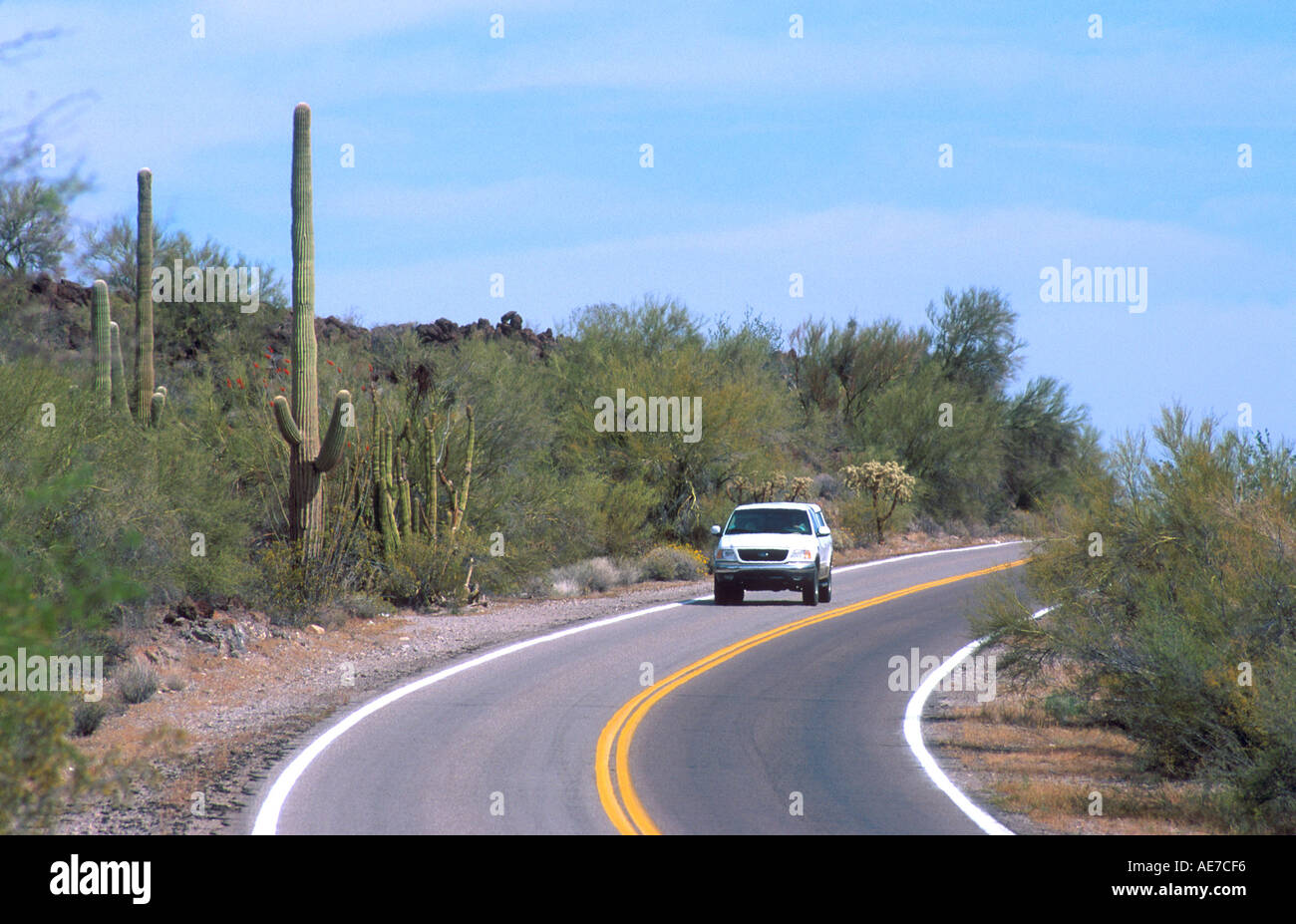 Antrieb durch Pfeifenorgel National Monument in Arizona mit Kakteen und verschiedene Pinsel entlang der Straße der Wüste Stockfoto