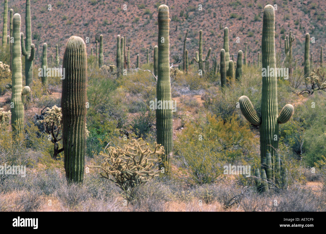 Saguaro Kakteen dominieren Wüstenlandschaft im Organ Pipe National Monument Arizona Stockfoto