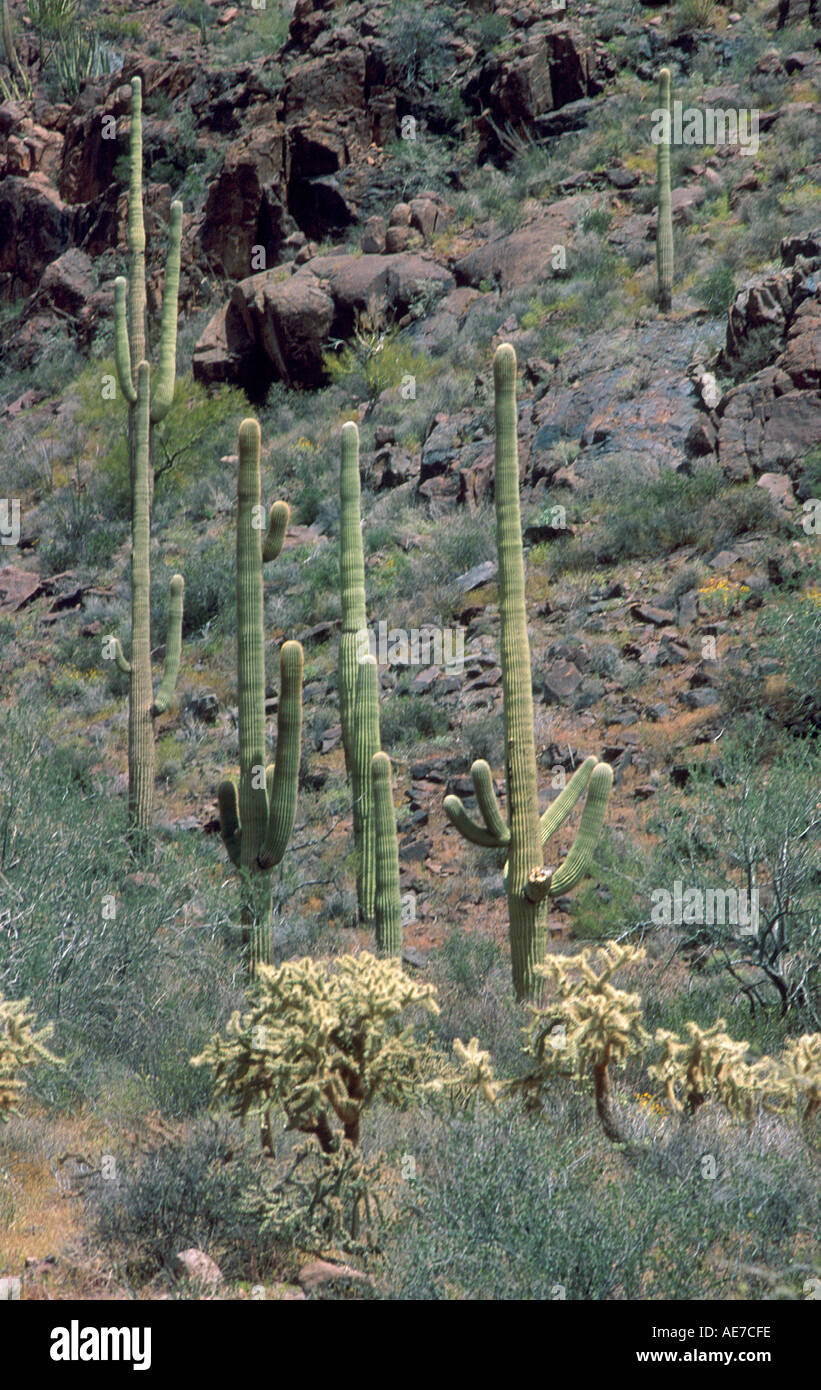 SAGURO Kakteen und Cholla in gemischten Wüstenlandschaft im Organ Pipe Monument Arizona Stockfoto