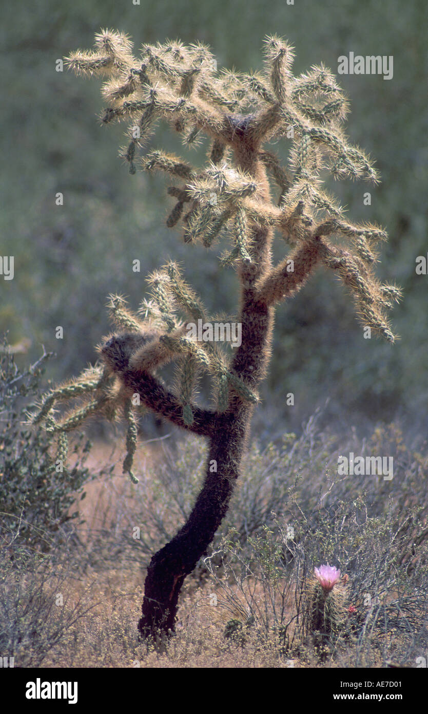 Cholla Kaktus im Organ Pipe Monument in Arizona Stockfoto