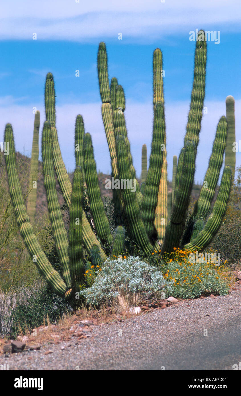 Organ Pipe Cactus Organ Pipe National Monument Arizona Stockfoto