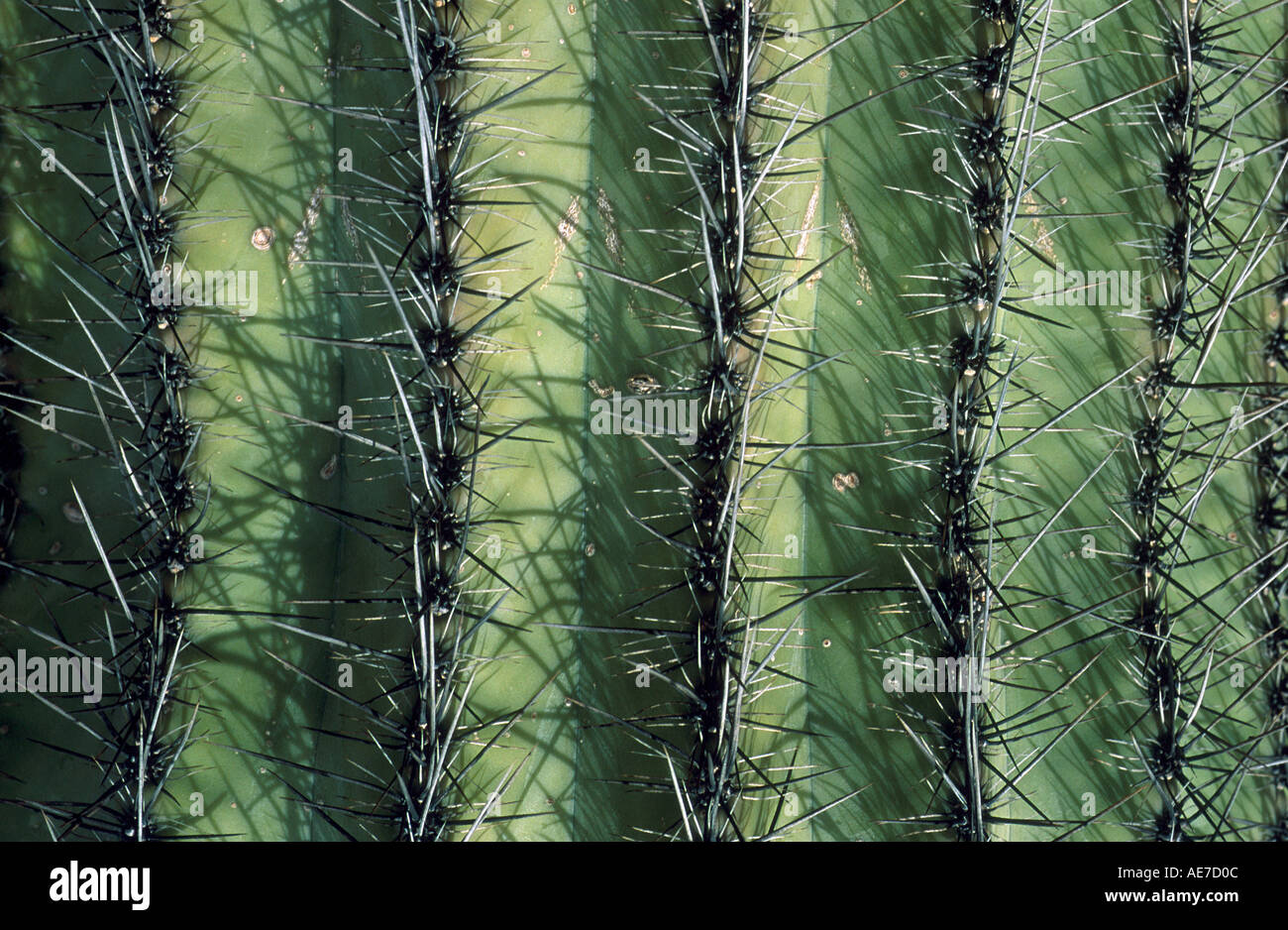 Extreme Nahaufnahme des Saguaro-Kaktus-Nadeln Stockfoto