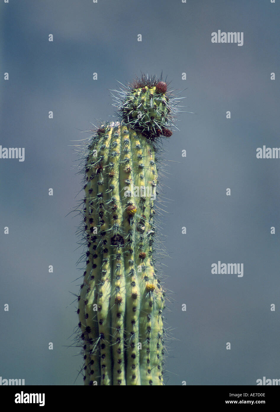 Nahaufnahme Detail der Saguaro-Kaktus in der Wüste von Arizona Stockfoto