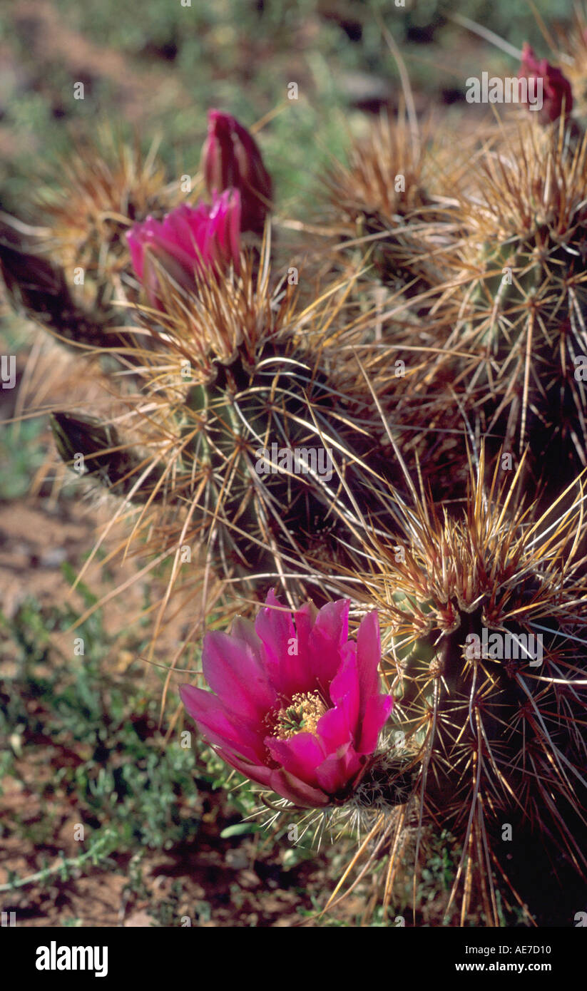 Cholla Kaktus Blüte im Organ National Monument in Arizona Stockfoto