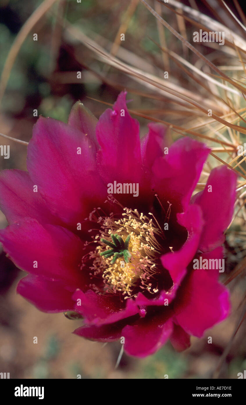 Cholla Cactus Blüte im Organ Pipe National Monument Arizona Stockfoto
