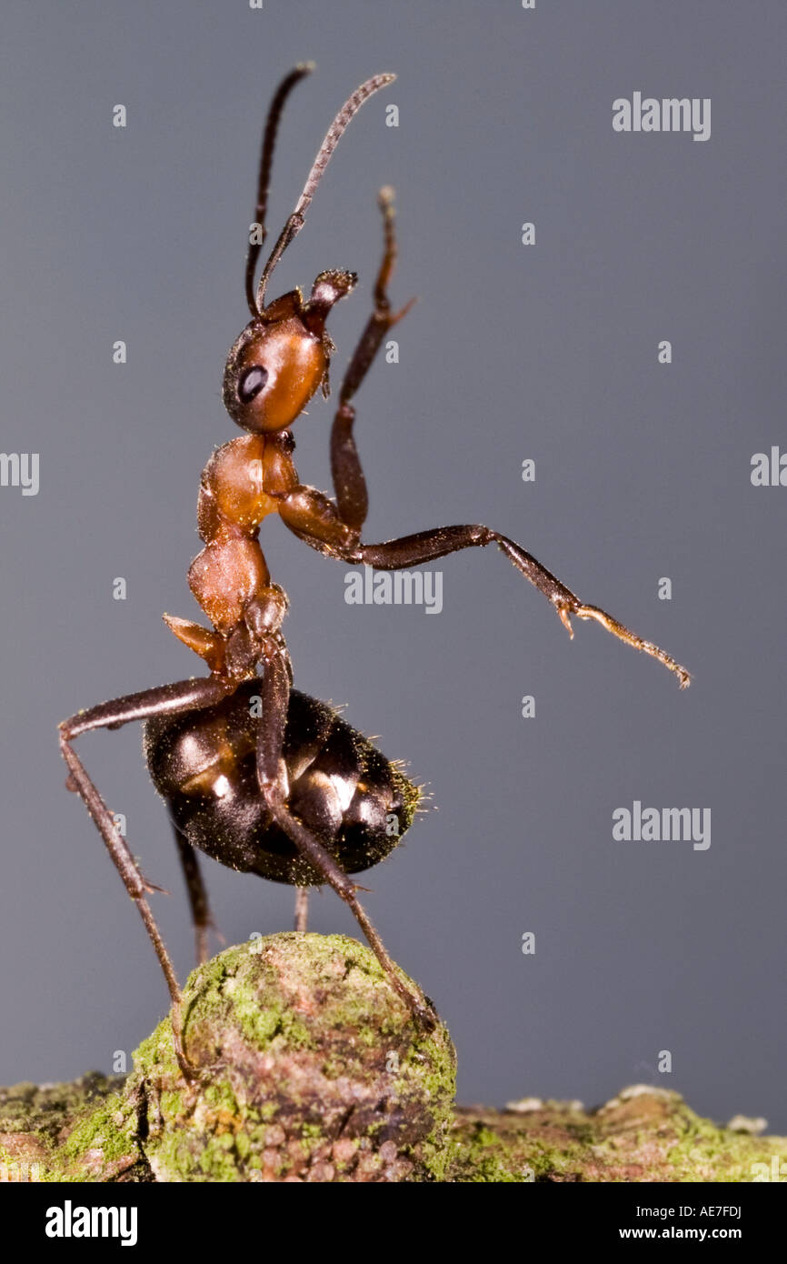 Holz Ameise Formica Rufa in Verteidigung Stellung Maulden Holz Bedfordshire Stockfoto