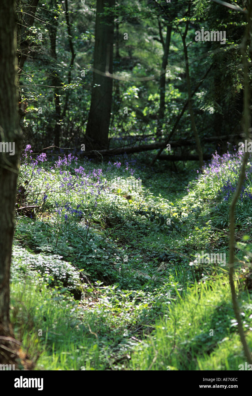 Glockenblumen und Waldgebiete des Ager Fen Nature Reserve in der Nähe von Dorf Assington südlich von Sudbury Stockfoto