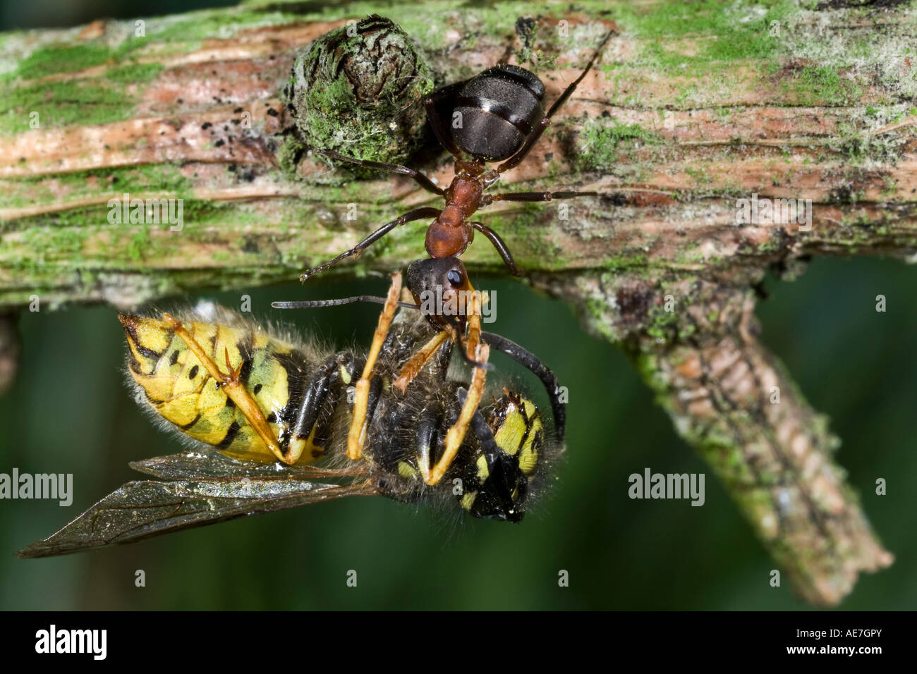 Holz Ameise Formica Rufa tragen Wespe zurück zum Maulden Holz Bedfordshire verschachteln Stockfoto