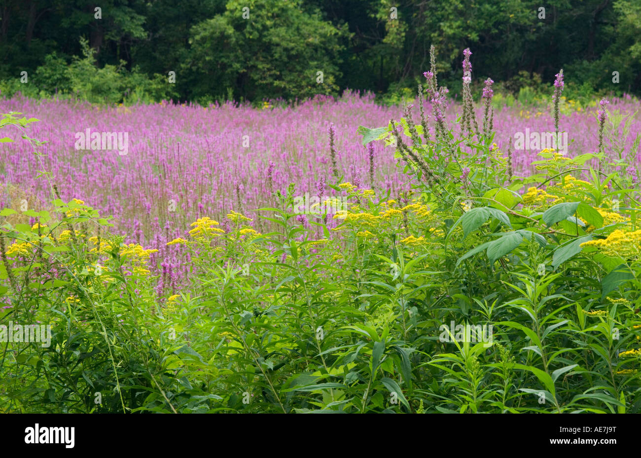 Blutweiderich Lythrum Salicaria Ragweed Ambrosia Artemisiifolia invasives Unkraut überholen alten Teich in Manlius New York Stockfoto