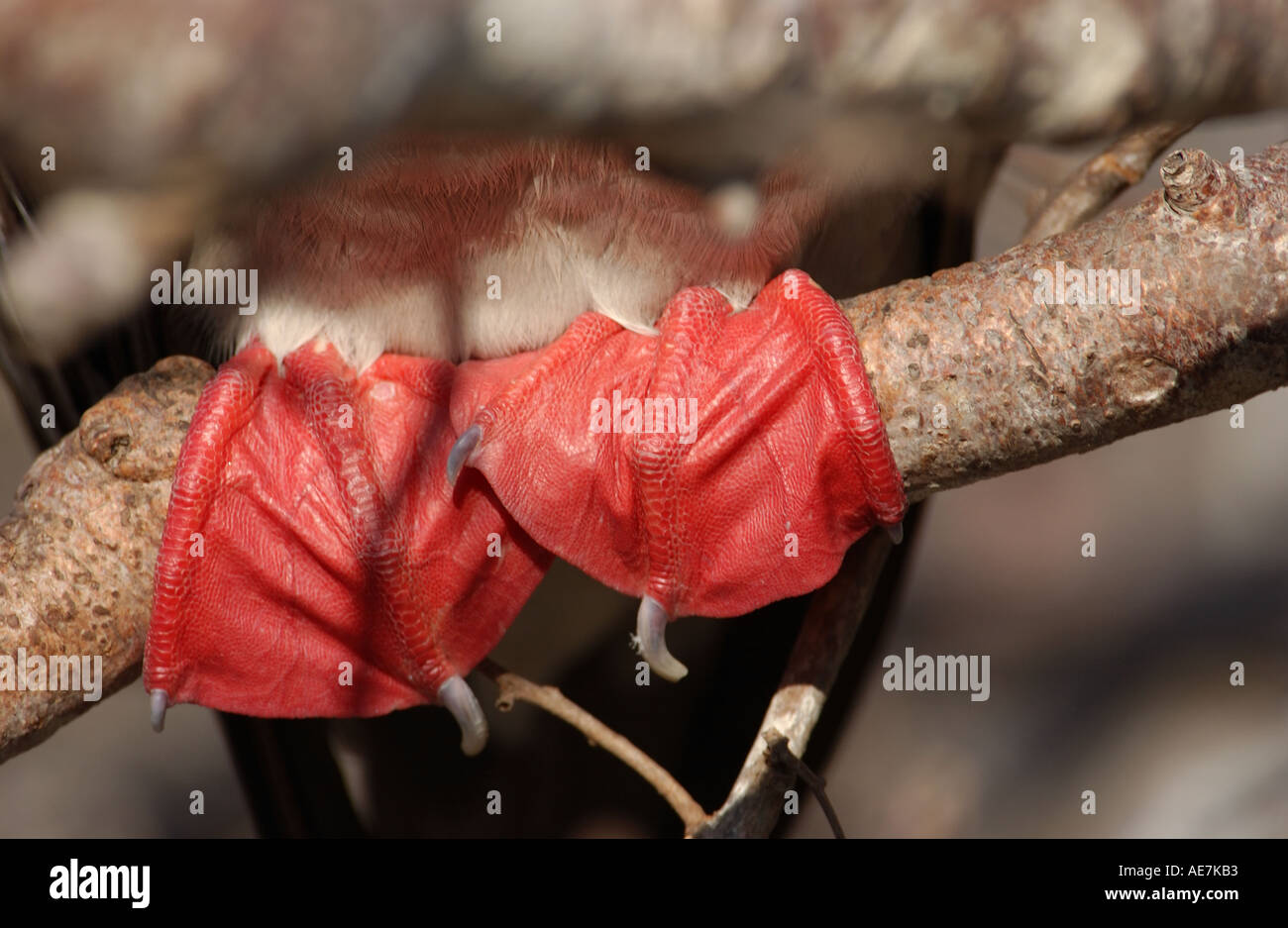 Red footed Booby Nahaufnahme von roten Füße Genovesa Galapagos Stockfoto