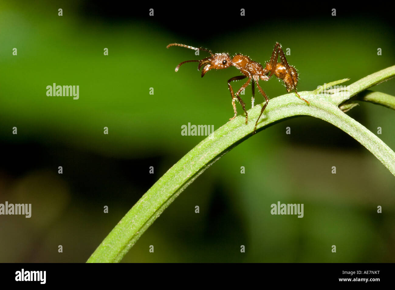 Eine tropische Ameise (Ordnung Hymenoptera, Familie Ameisen) in Costa Rica. Stockfoto