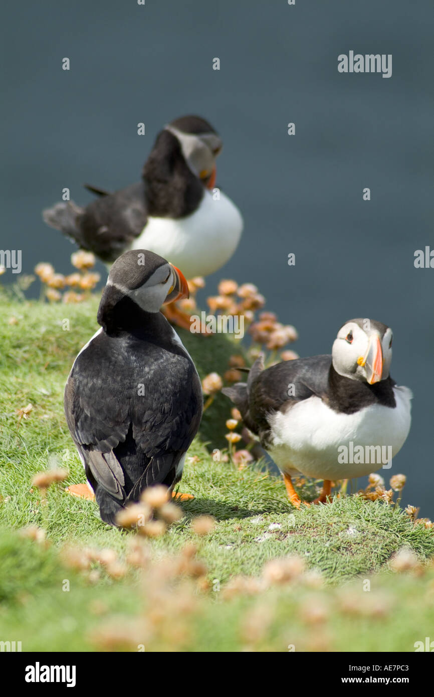 dh PAPAGEITAUCHER UK Shetland Fratercula Arctica Papageitaucher Clifftop Nisting Schottland Inseln Vogelkolonie Insel Stockfoto