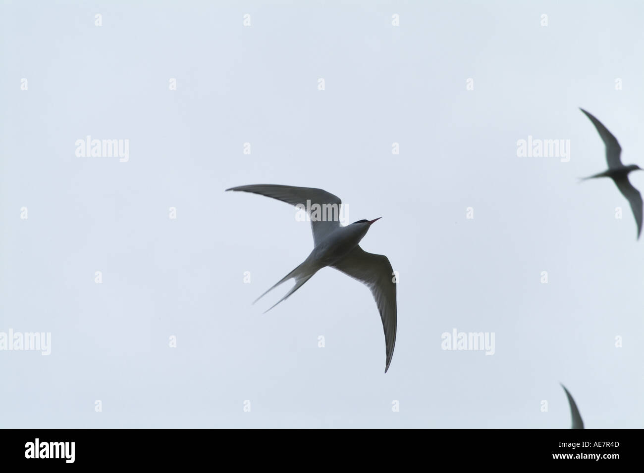 dh gemeinsame Seeschwalben SEESCHWALBEN Vogel Sterna Hirundo Seevögel im Flug fliegen über ternery Stockfoto