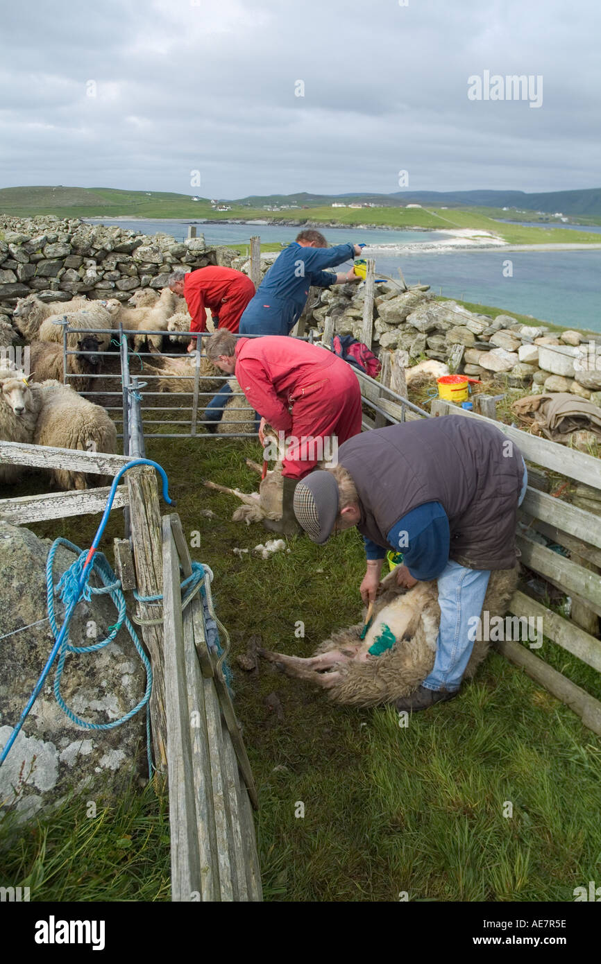 dh WEST BURRA SHETLAND Farmers färben ihre Shetland-Schafe in Schafen Pen Farm Worker Farmhandscheren uk ländlichen schottland Menschen Herde Stockfoto