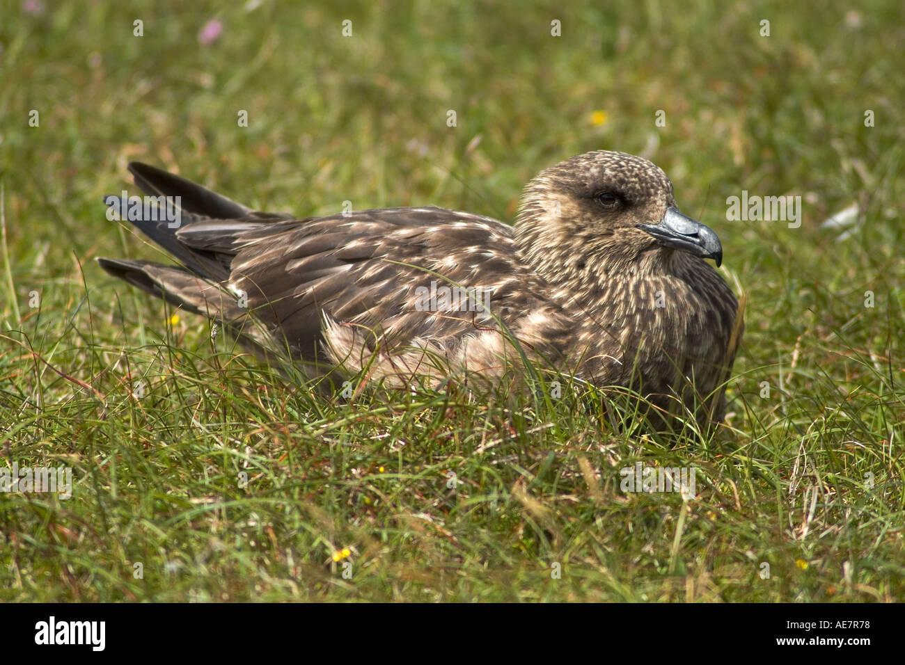 dh Great Skua SKUAS UK Stercorarius Skua auf Heide sitzend shetland Vogel schottland großbritannien Seevögel Stockfoto