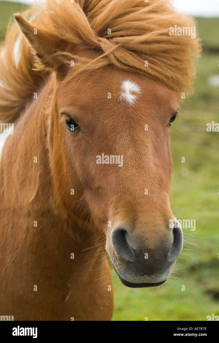 dh SHETLAND PONY UK Piebald shaggy haired Ponys Kopf nur Stellen Sie sich Tierpferd aus der Nähe Blick in die Kamera schottland Stockfoto