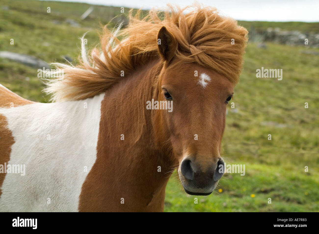 dh SHETLAND PONY UK Piebald shaggy haarige Ponys Kopf und Schultern Stammbaum Tier gezüchtet schottland Blick in die Kamera Stockfoto
