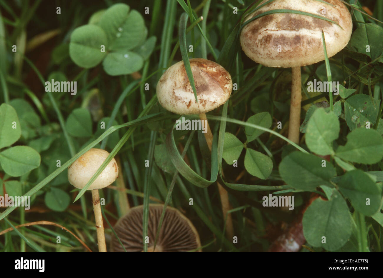 Dung Roundhead (Psilocybe Semiglobata, Träuschling Semiglobata), Drogen-Pilze Stockfoto