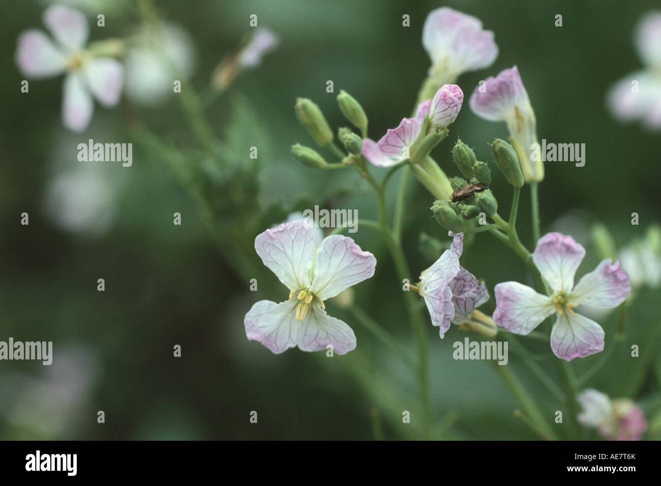 Radieschen, Chinesisch (Raphanus Sativus var. Oleiformis), Blumen Stockfoto