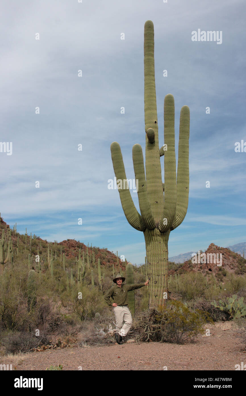 Saguaro-Kaktus (Carnegiea Gigantea, Cereus Giganteus), single-Werk in Größe Vergleich mit Mann, USA, Arizona, Tucson Stockfoto