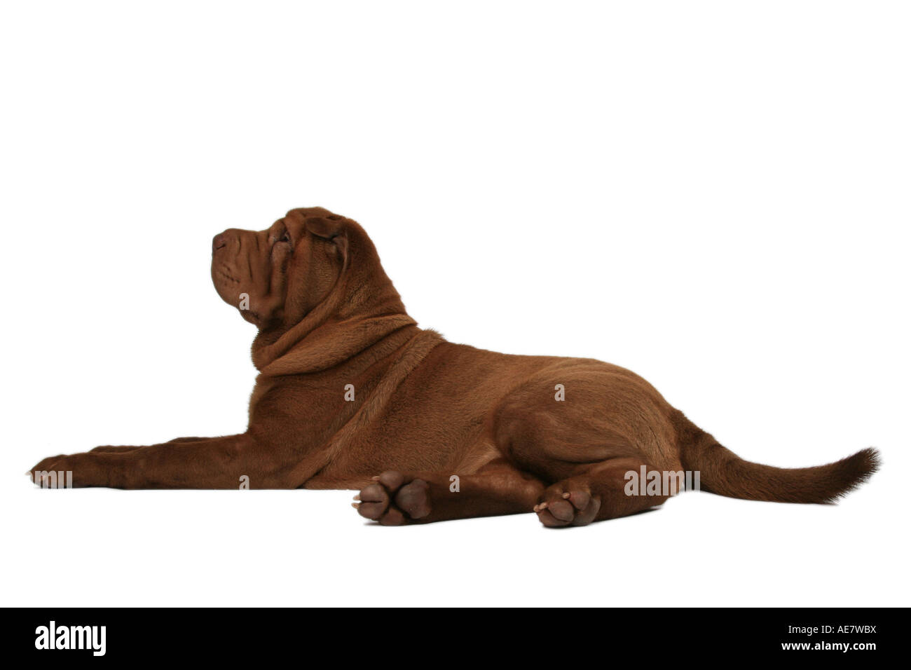 Shar-Pei, chinesische Shar-Pei (Canis Lupus F. Familiaris), liegend Stockfoto