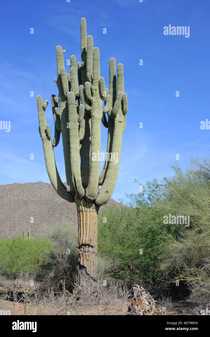 Saguaro-Kaktus (Carnegiea Gigantea, Cereus Giganteus), alten Exemplar mit mehr als dreißig Armen, USA, Arizona, Phoenix Stockfoto