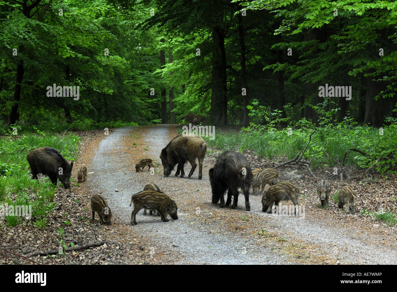 Wildschwein, Schwein, Wildschwein (Sus Scrofa), sät mit jungen, Deutschland, Baden-Württemberg Stockfoto