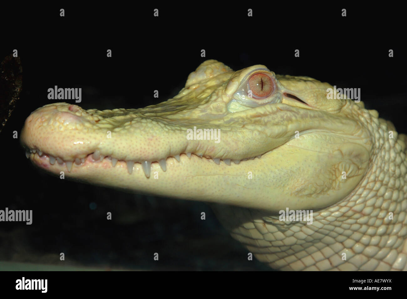 Amerikanischer Alligator (Alligator Mississippiensis), weiße Alligator, albino Stockfoto